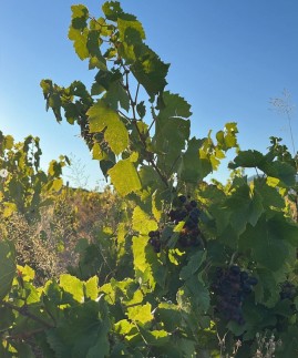 vignes de Sauvage