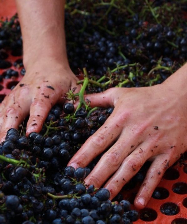 Côte de Brouilly 2024
